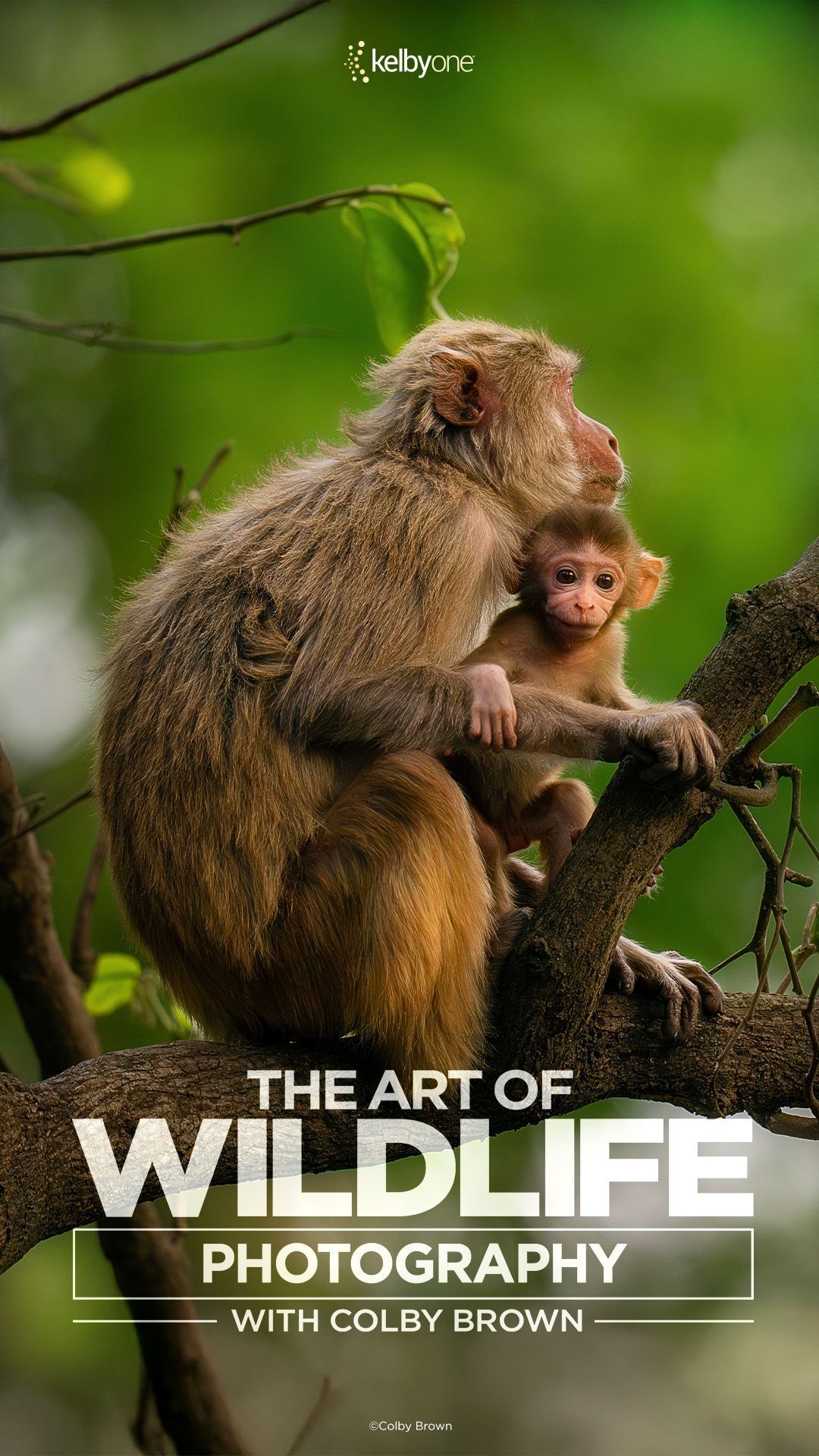 Sonic IPTV Documentary Nature